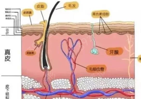 上海九院脂肪填充专家介绍强，值得信赖！